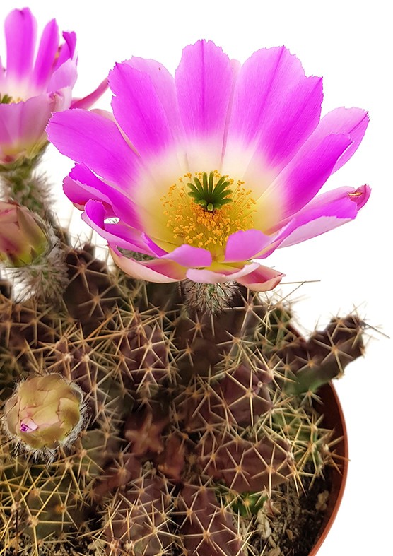 Echinocereus pentalophus - Kaktus