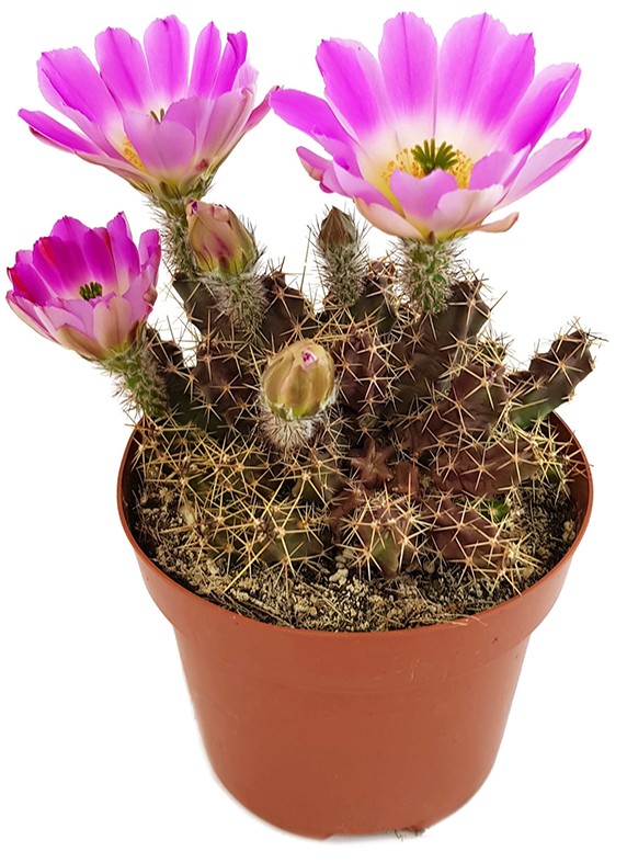 Echinocereus pentalophus - Kaktus