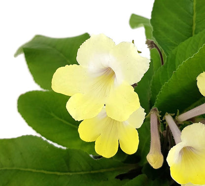 Streptocarpus &quot;Zitronenfunkeln&quot; - afrikanisches Veilchen