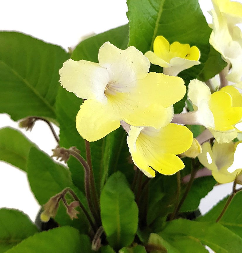 Streptocarpus &quot;Zitronenfunkeln&quot; - afrikanisches Veilchen