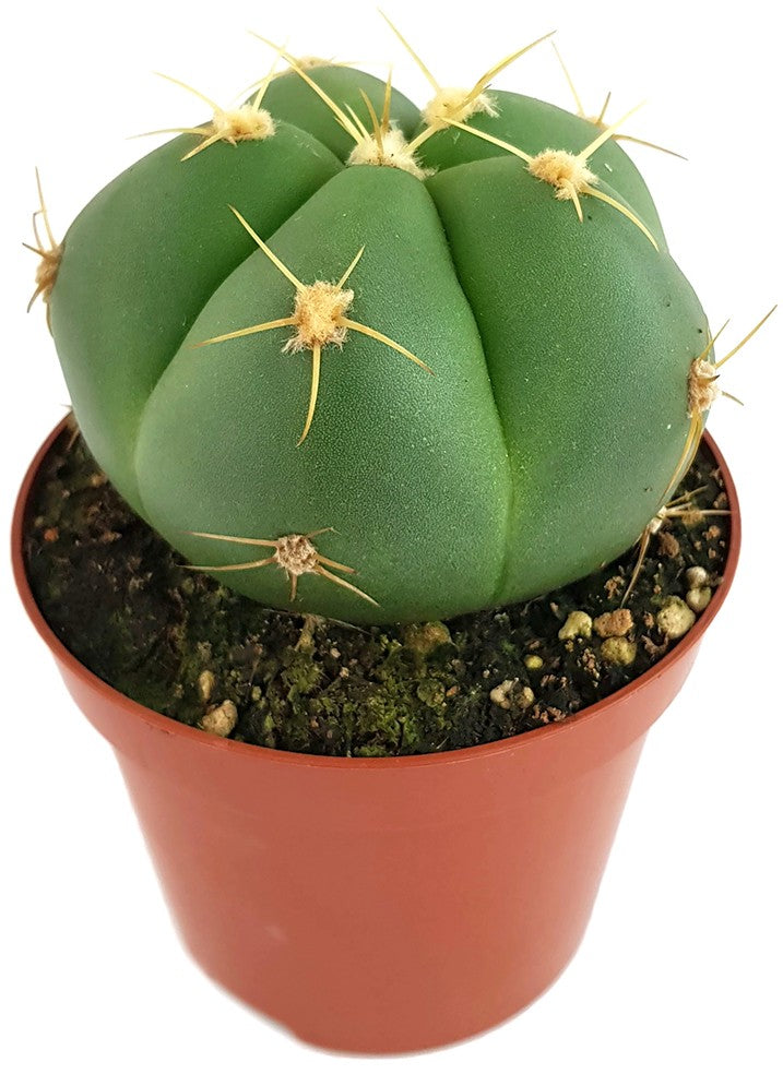 Gymnocalycium horstii - flachkugeliger Kaktus