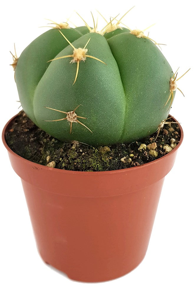 Gymnocalycium horstii - flachkugeliger Kaktus