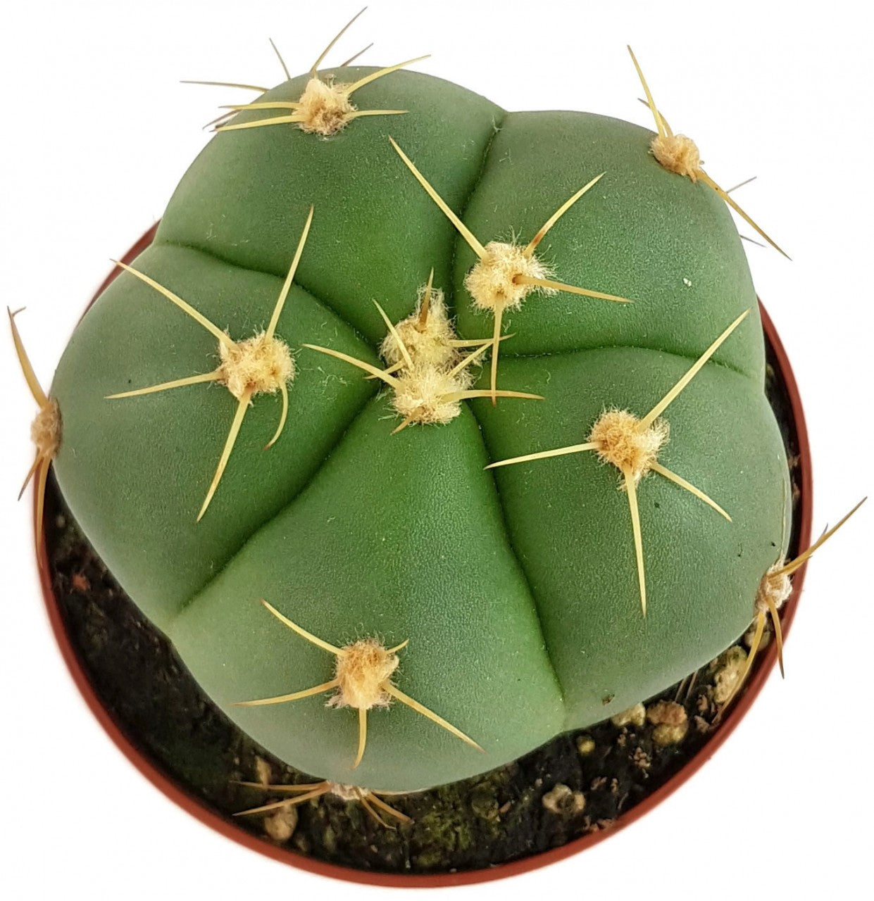 Gymnocalycium horstii - flachkugeliger Kaktus