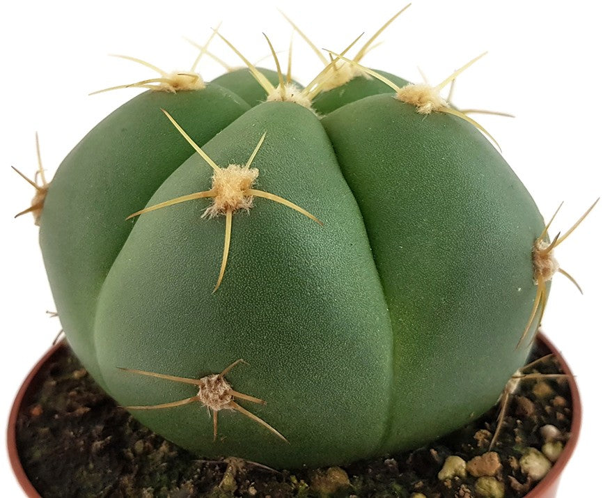 Gymnocalycium horstii - flachkugeliger Kaktus