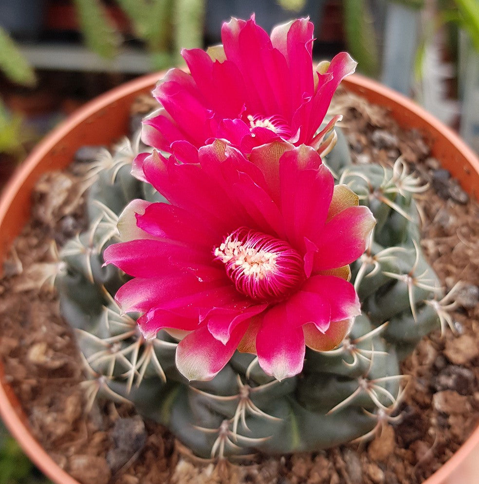 Gymnocalycium baldanium - exotischer Wüstenkaktus