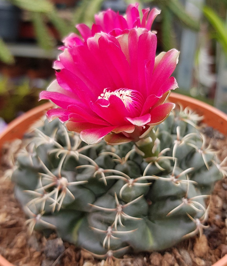 Gymnocalycium baldanium - exotischer Wüstenkaktus