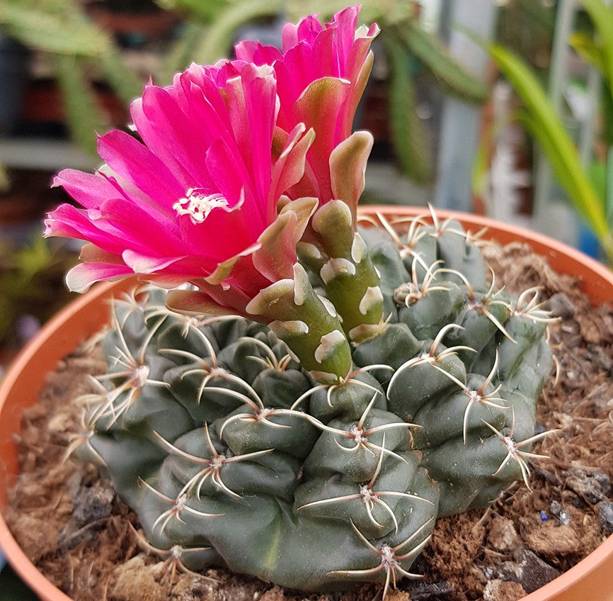 Gymnocalycium baldanium - exotischer Wüstenkaktus