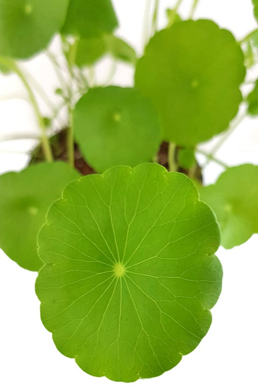 Centella asiatica - indischer Wassernabel