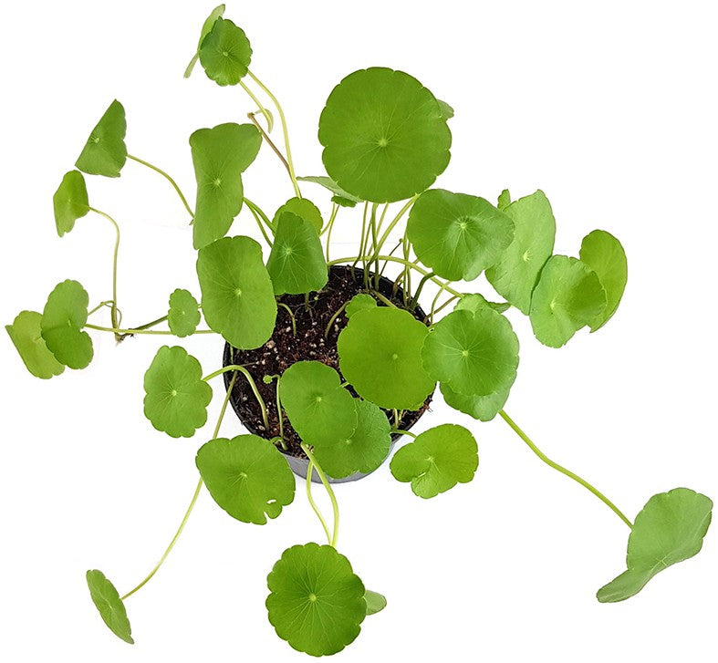 Centella asiatica - indischer Wassernabel