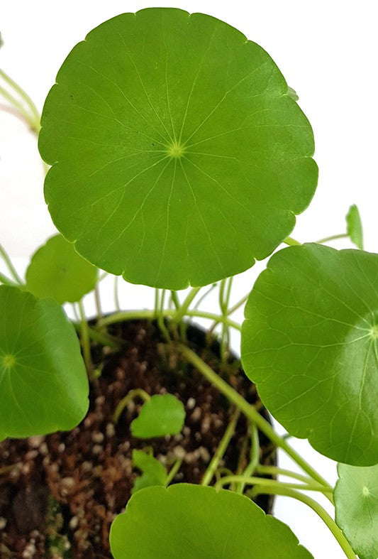 Centella asiatica - indischer Wassernabel