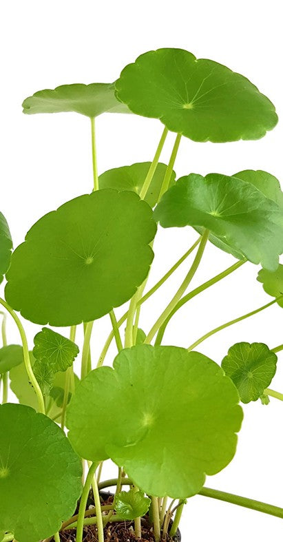 Centella asiatica - indischer Wassernabel