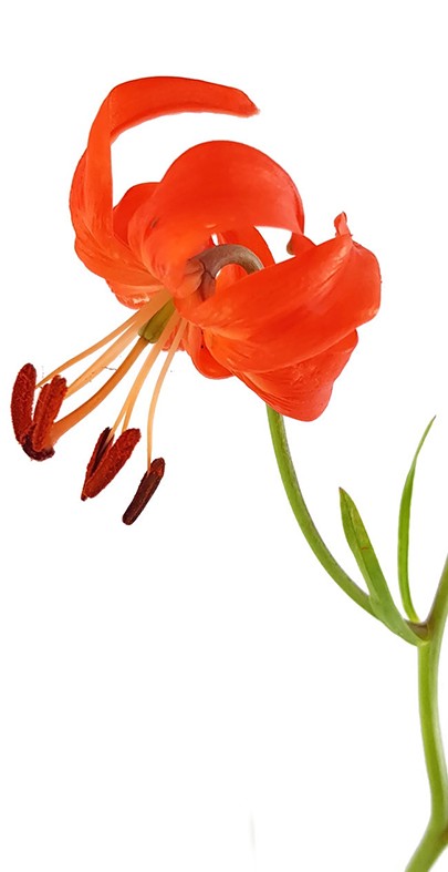 Lilium pumilum - Korallen-Lilie