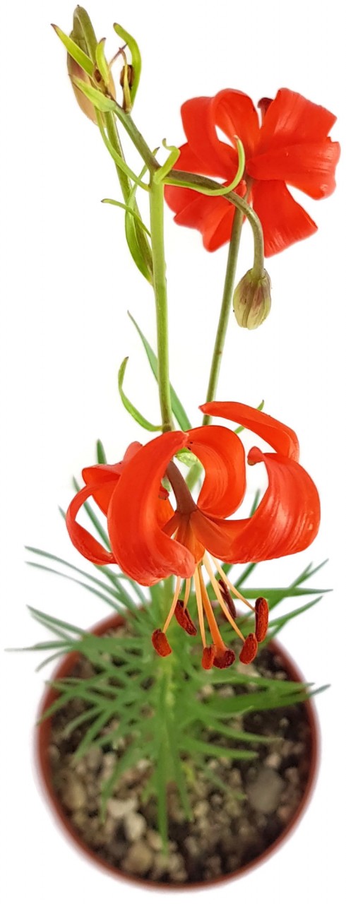 Lilium pumilum - Korallen-Lilie