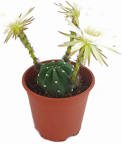 Echinopsis subdenudata - großblütiger Bauernkaktus