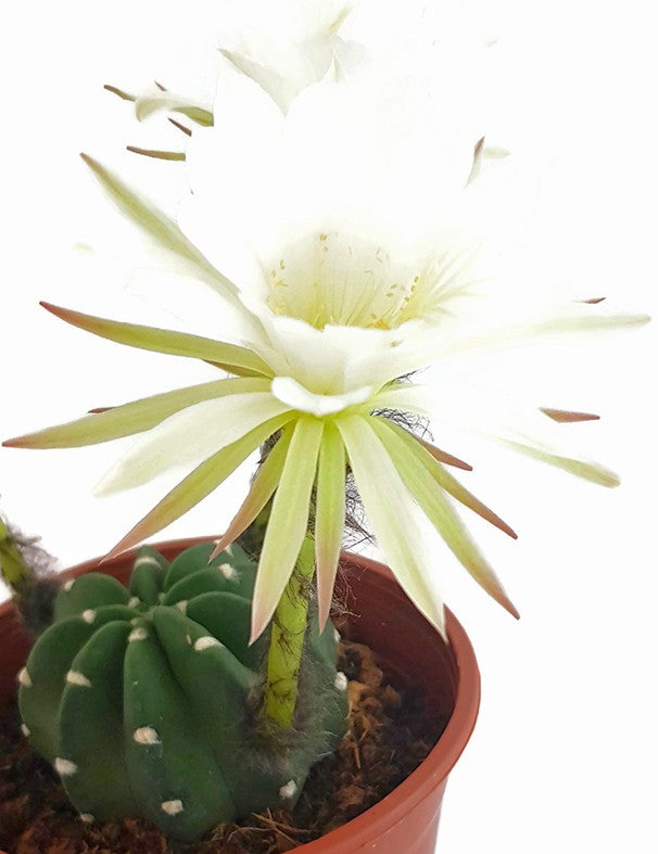 Echinopsis subdenudata - großblütiger Bauernkaktus