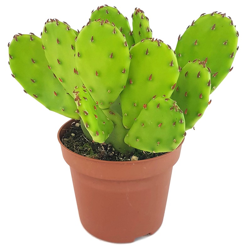 Opuntia humifusa - winterharter Feigenkaktus