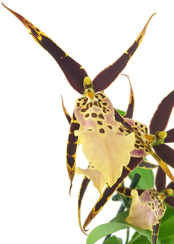 Brassia Eternal Wind &quot;Summer Dream&quot; - Orchidee - SALE ohne Blüten