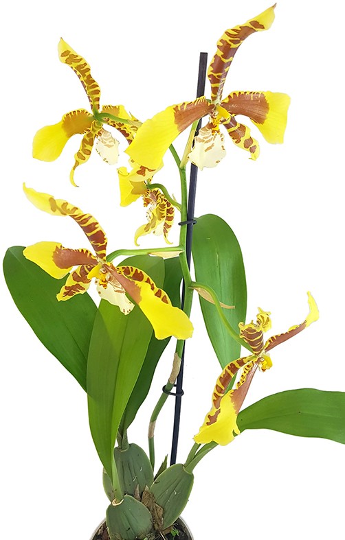 Oncidium &quot;Rawdon Jester&quot; - getigerte Orchidee