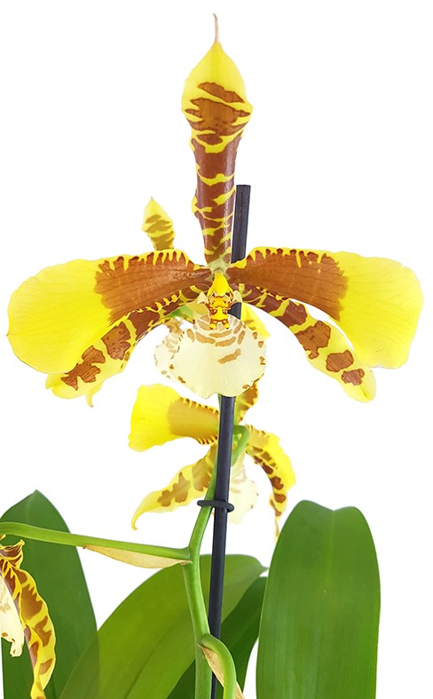 Oncidium &quot;Rawdon Jester&quot; - getigerte Orchidee