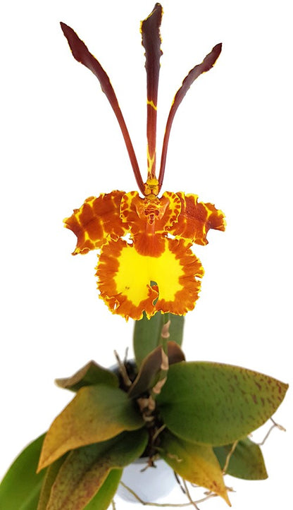 Psychopsis Mariposa - Orchidee