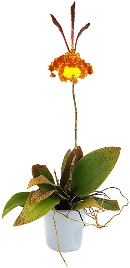 Psychopsis Mariposa - Orchidee