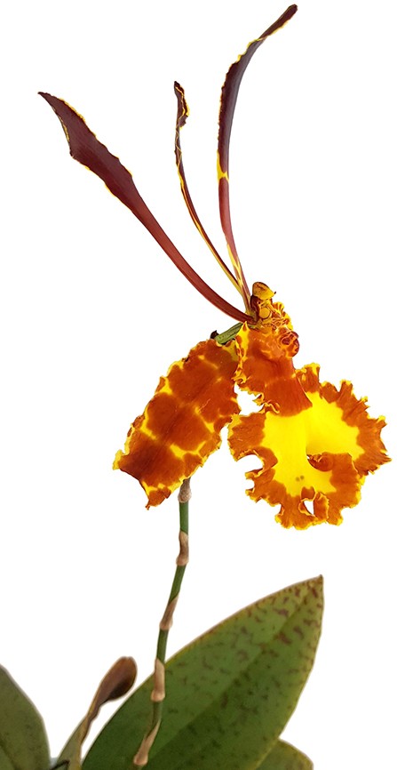 Psychopsis Mariposa - Orchidee