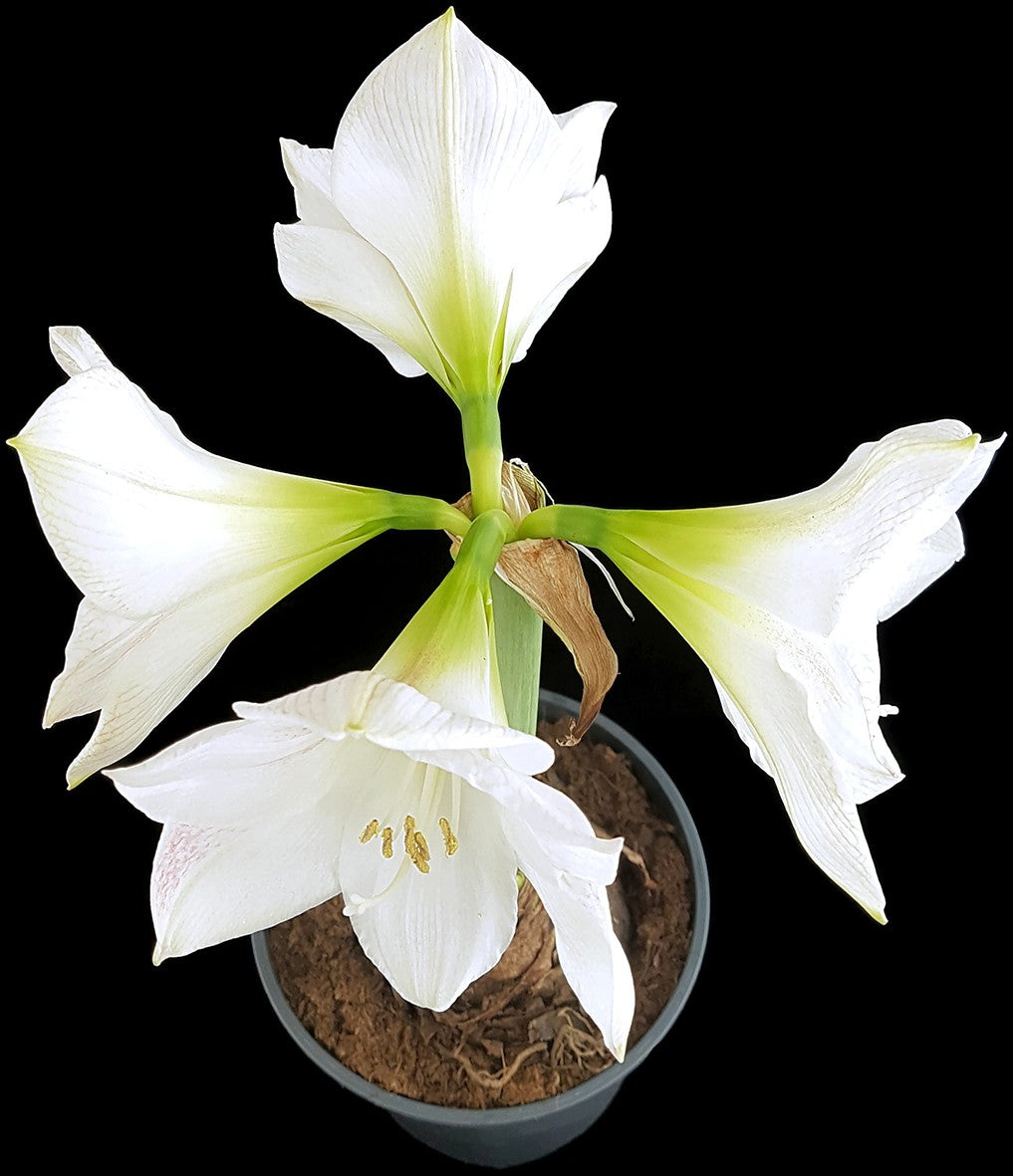 Hippeastrum &quot;Novella&quot; - weiß-rosa Amaryllis