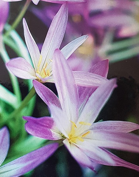 Colchicum - 4er Set der Herbstzeitlosen