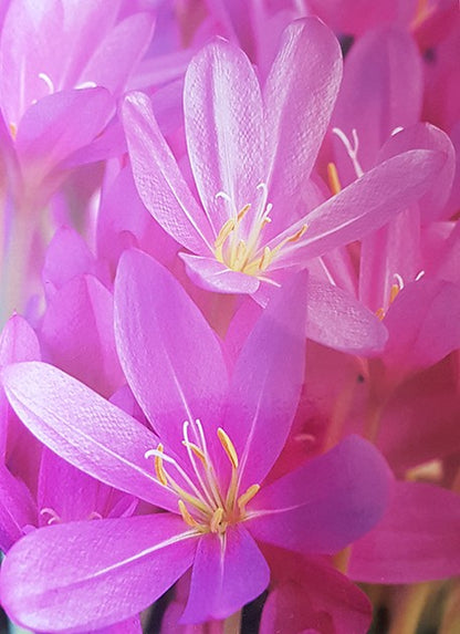 Colchicum - 4er Set der Herbstzeitlosen