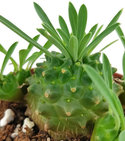 Euphorbia bupleurifolia x susannae - Sukkulente