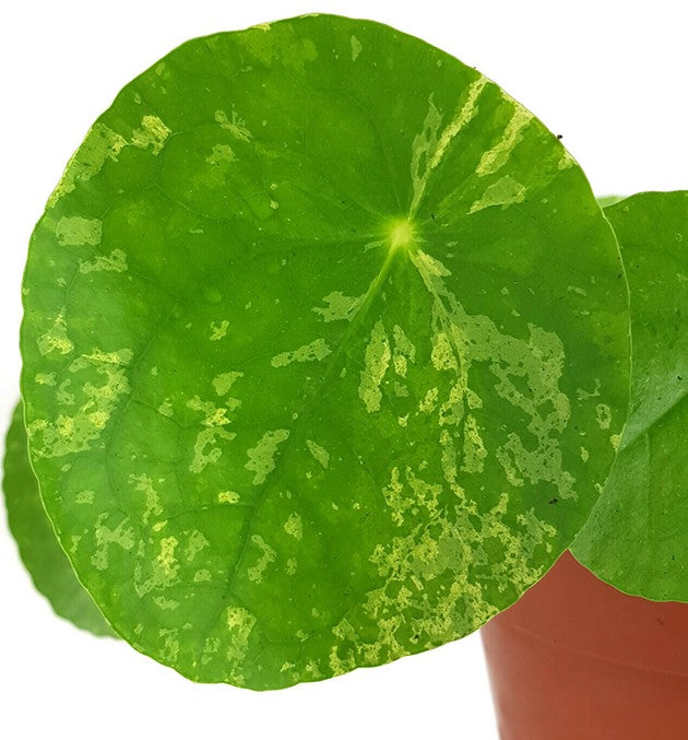 Pilea peperomioides &quot;Mojito&quot; - gelbmarmorierte Ufopflanze