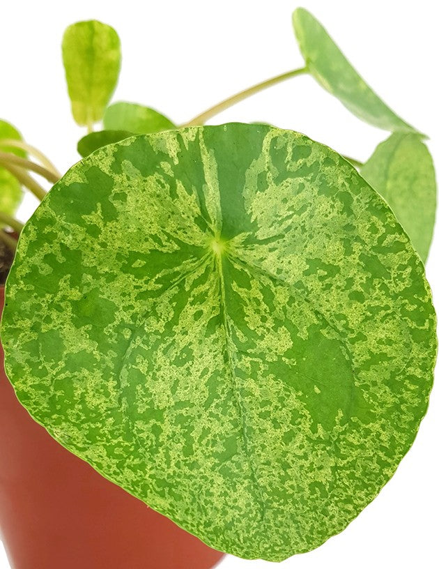 Pilea peperomioides &quot;Mojito&quot; - gelbmarmorierte Ufopflanze