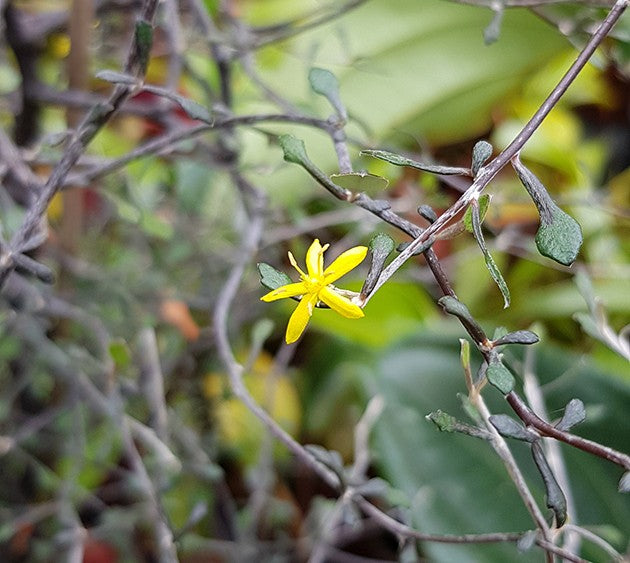 Corokia cotone - Zickzackstrauch