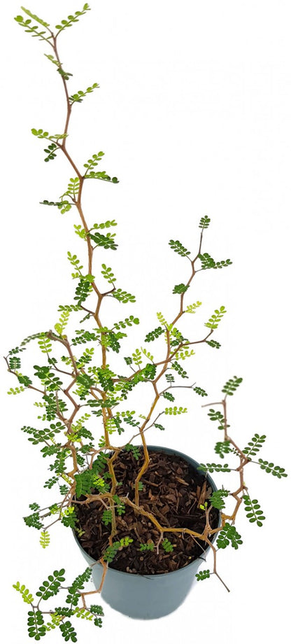 Sophora prostrata &quot;Little Baby&quot; - Schnurbaum