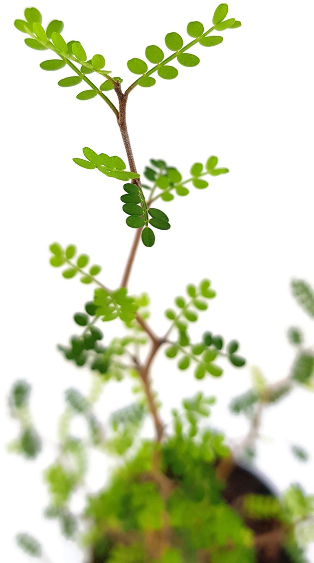 Sophora prostrata "Little Baby" - Schnurbaum