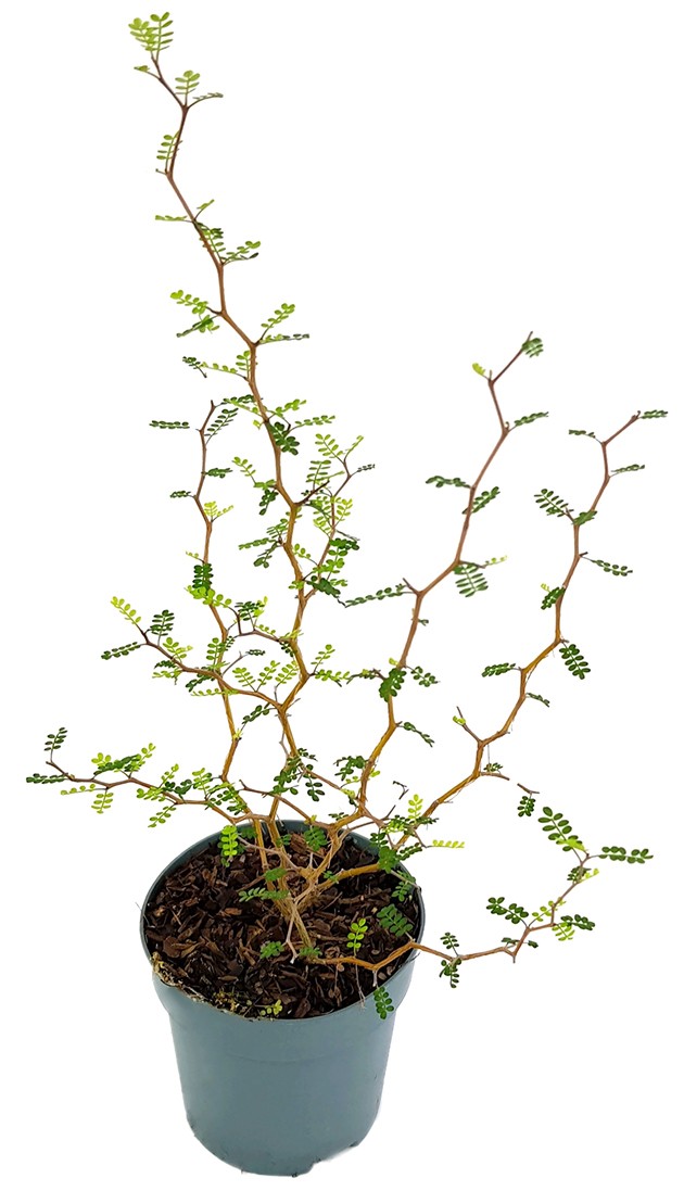 Sophora prostrata "Little Baby" - Schnurbaum