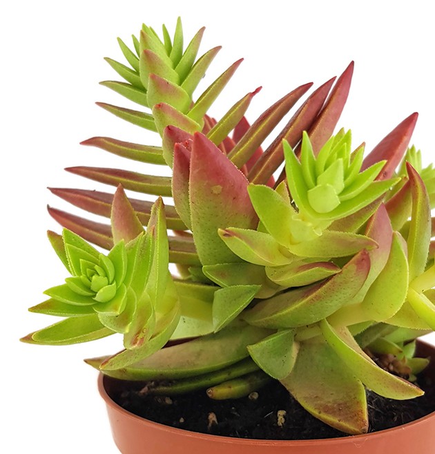 Crassula capitella thyrsiflora - Sukkulente