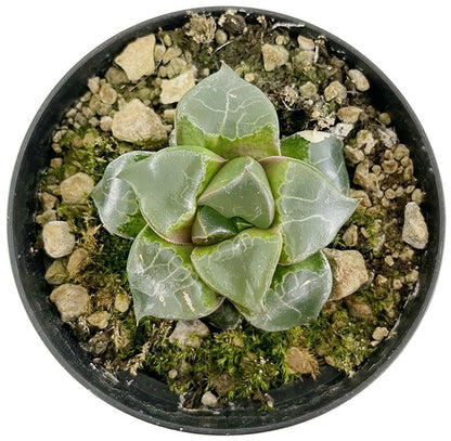 Haworthia comptoniana cv Mochi Aboukyuu - Sukkulente