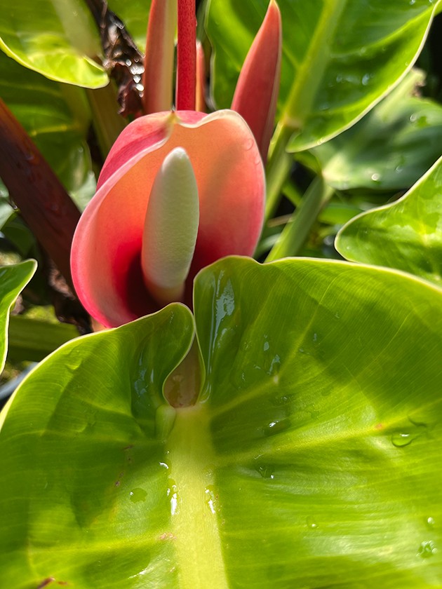 Philodendron &quot;Moonlight&quot; XL - Baumfreund