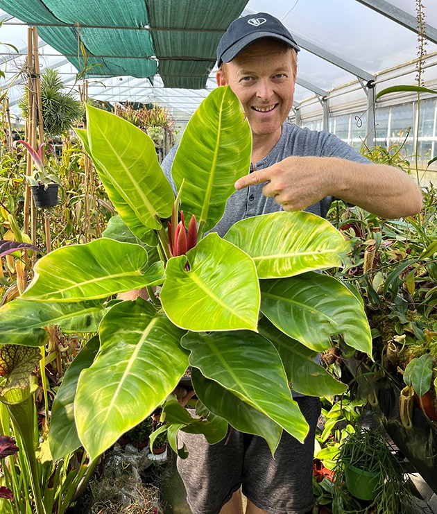 Philodendron "Moonlight" XL - Baumfreund