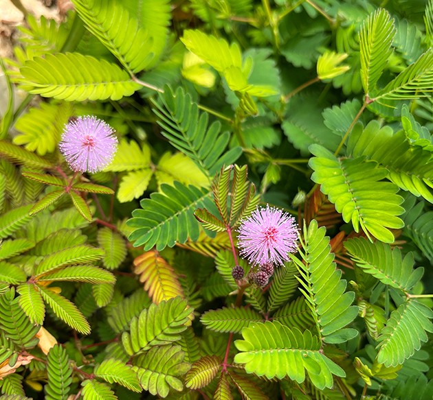 Mimosa pudica - Mimose schamhafte Sinnpflanze