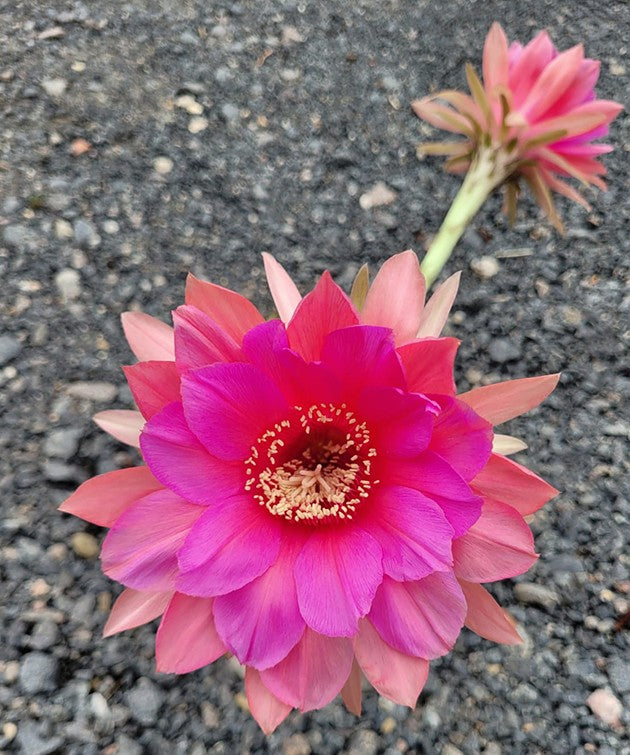 Echinopsis cardenasiana - rosafarbene Blüten