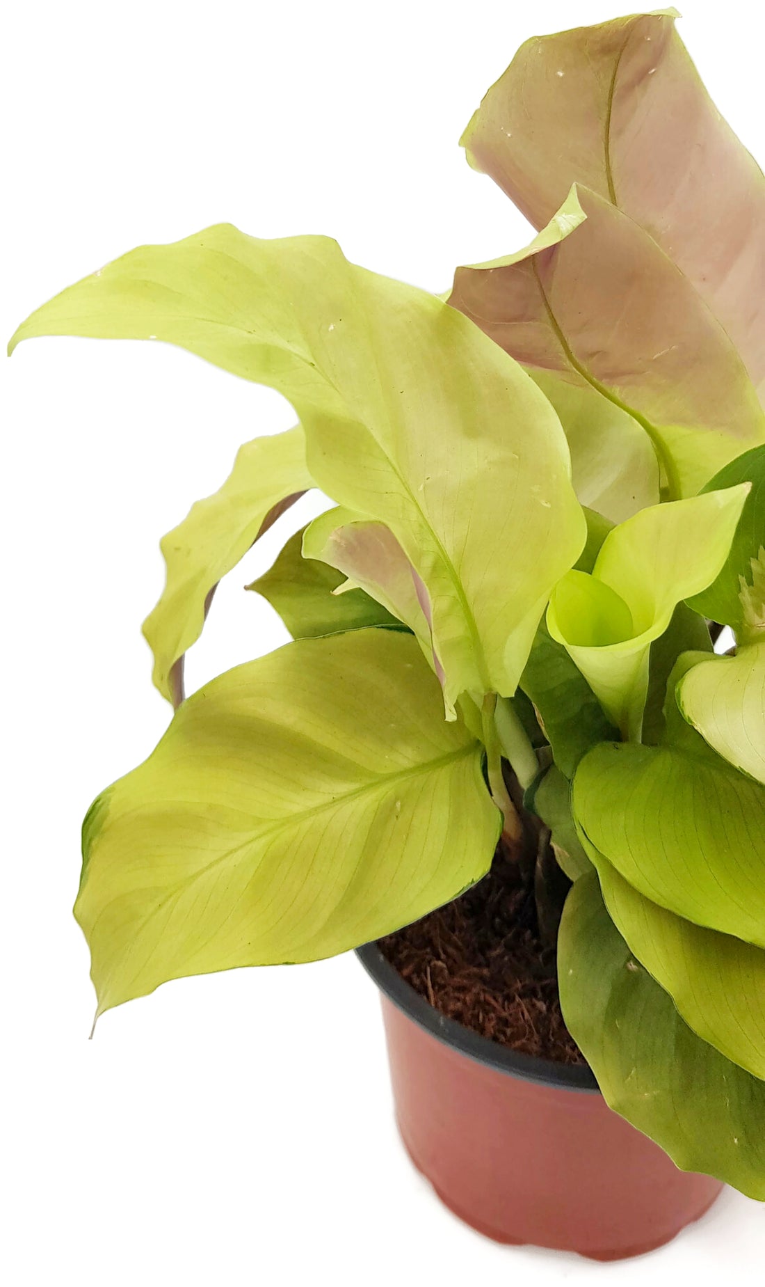 Calathea "Yellow Fusion" - exotische Grünpflanze