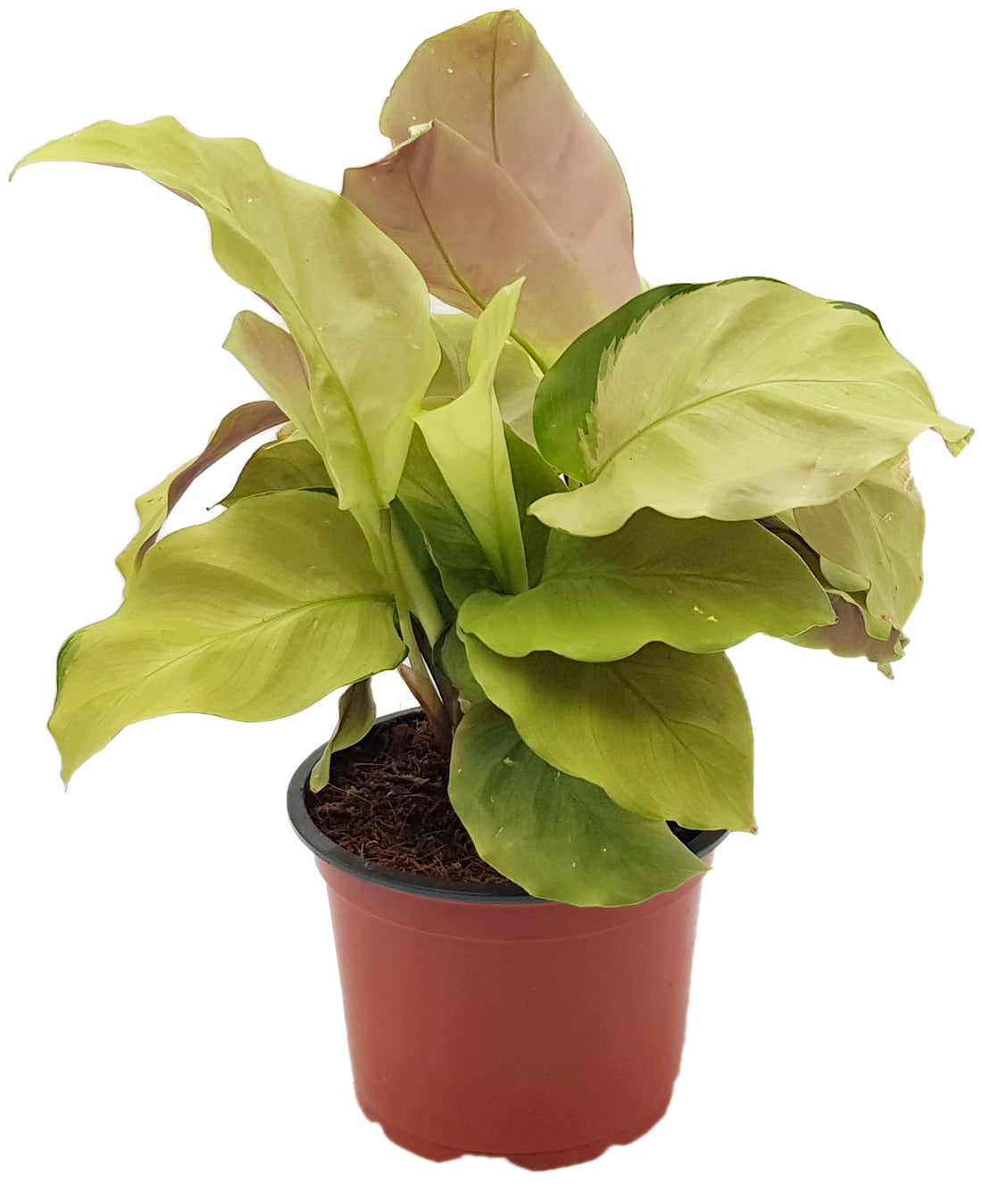 Calathea "Yellow Fusion" - exotische Grünpflanze