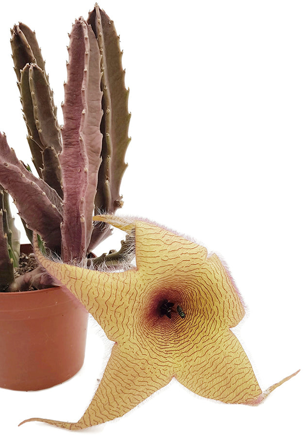 Stapelia grandiflora - Riesensternblume SALE