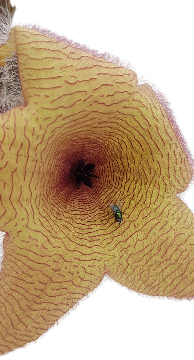 Stapelia grandiflora - Riesensternblume SALE