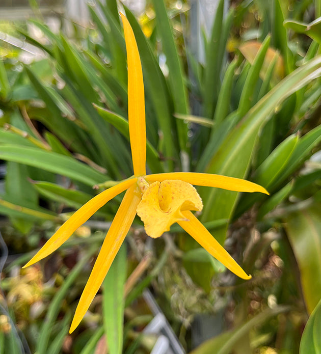 Brassolaelia Yellow Bird - grazile Orchidee