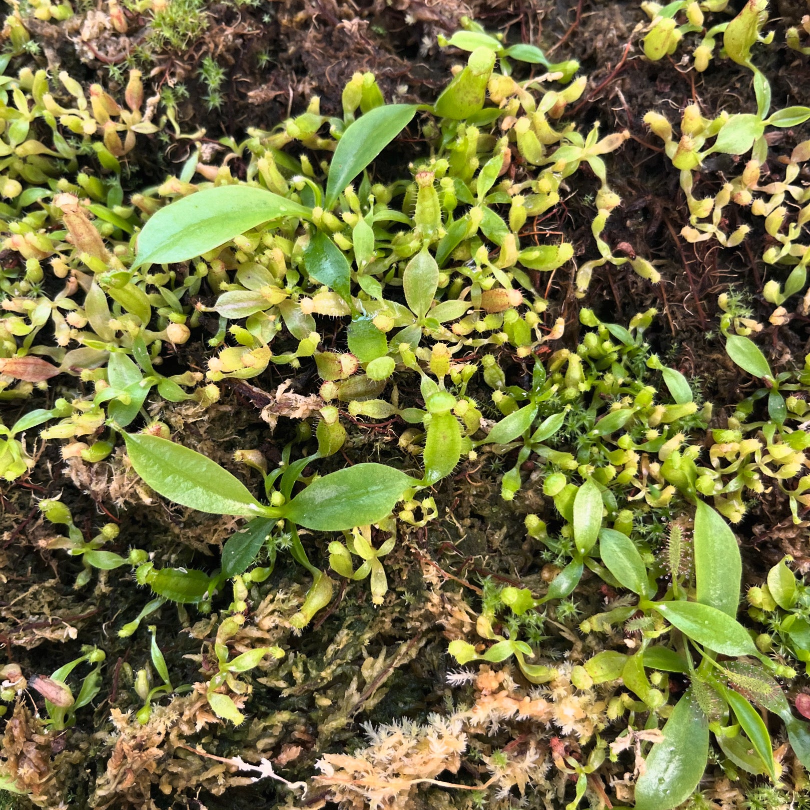 Nepenthes glandulifera X OP - seedgrown - Sämlinge