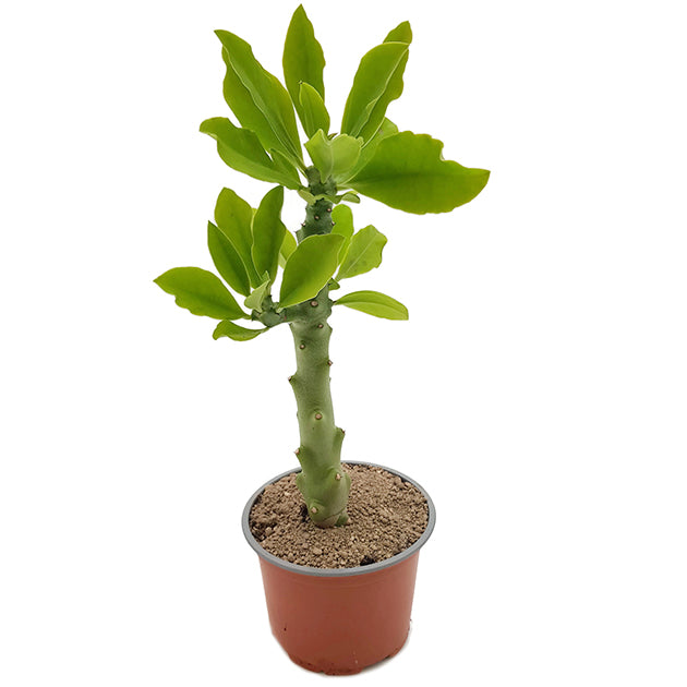 Euphorbia succulenta (Monadenium stapelioides) - Sukkulente mit Charme