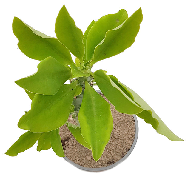 Euphorbia succulenta (Monadenium stapelioides) - Sukkulente mit Charme